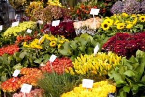 mercato fiori esposizione pescia il tuo paese