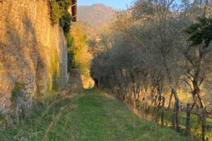 quadris percorsi storici birindelli mulattiera Barignano Monte a Pescia